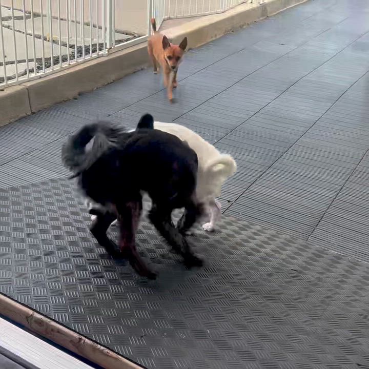 Enlarge Willow, a Adoptable mixed breed in san ramon, CA video 5/6