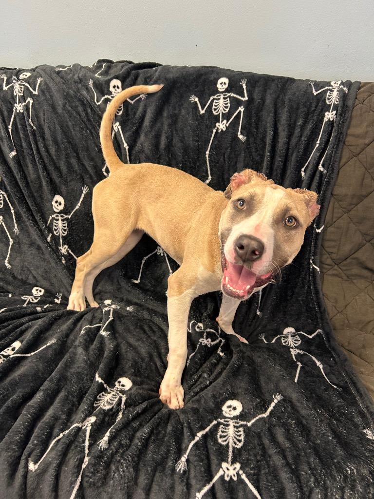 Enlarge Lil Bit, a Adoptable Pit Bull Terrier in Marion, OH image 1/1