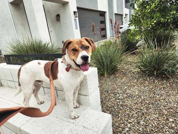 Enlarge Mambo, an adoptable mixed breed in Phoenix, AZ image 1/1