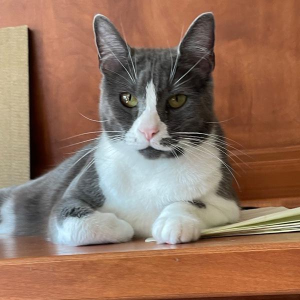 Bunny, a Adoptable mixed breed in Des Moines, IA image 1/6