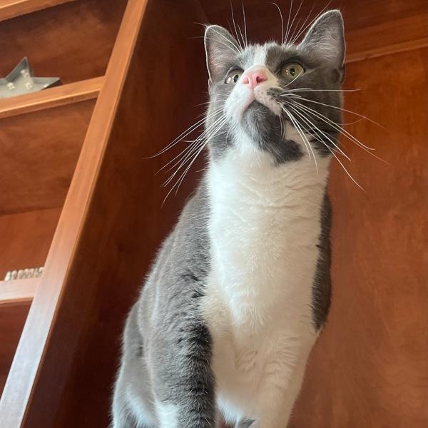 Bunny, a Adoptable mixed breed in Des Moines, IA image 4/6