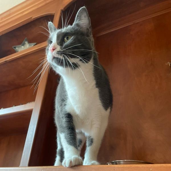 Bunny, a Adoptable mixed breed in Des Moines, IA image 5/6