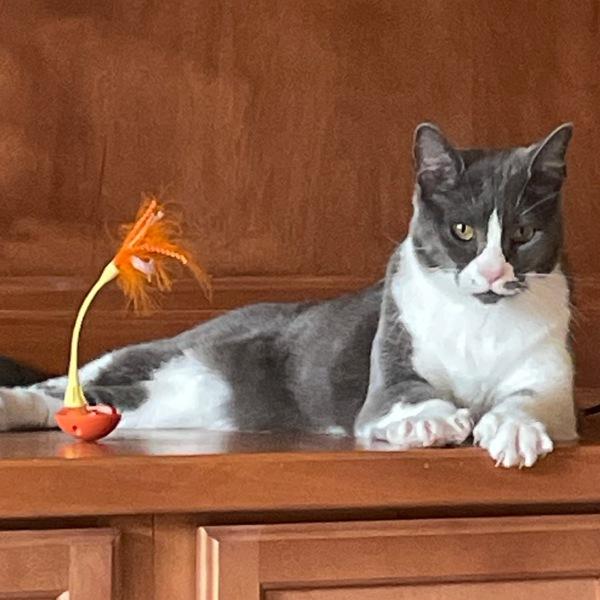 Bunny, a Adoptable mixed breed in Des Moines, IA image 6/6