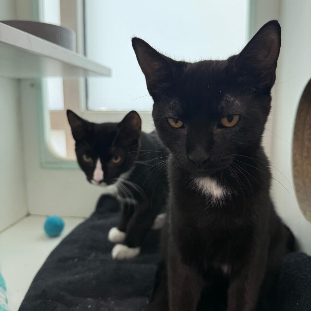 Daiquiri, Adoptable, Kitten Female Domestic Short Hair.