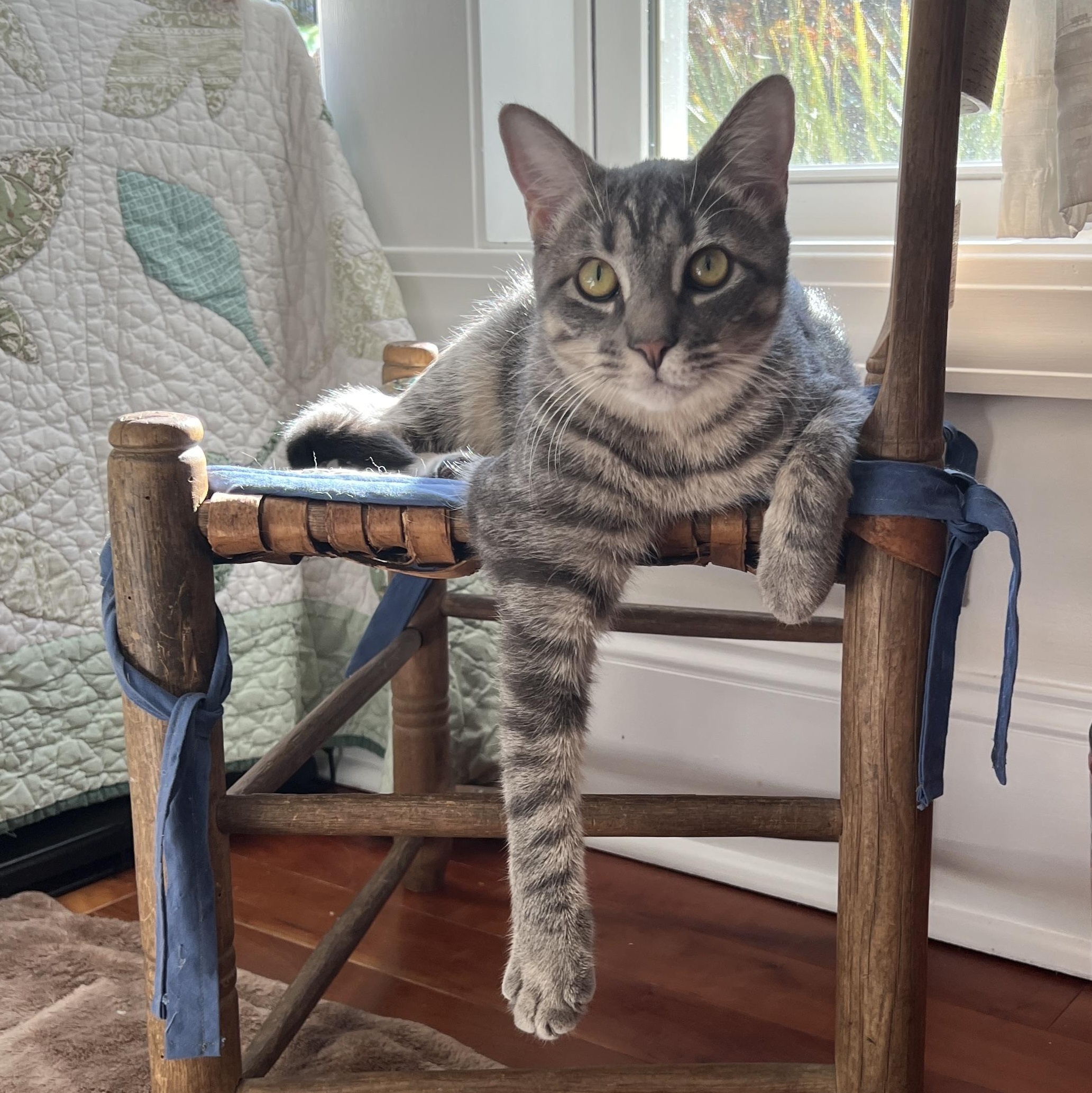 Enlarge Flora, a Adoptable mixed breed in New Bern, NC image 1/3