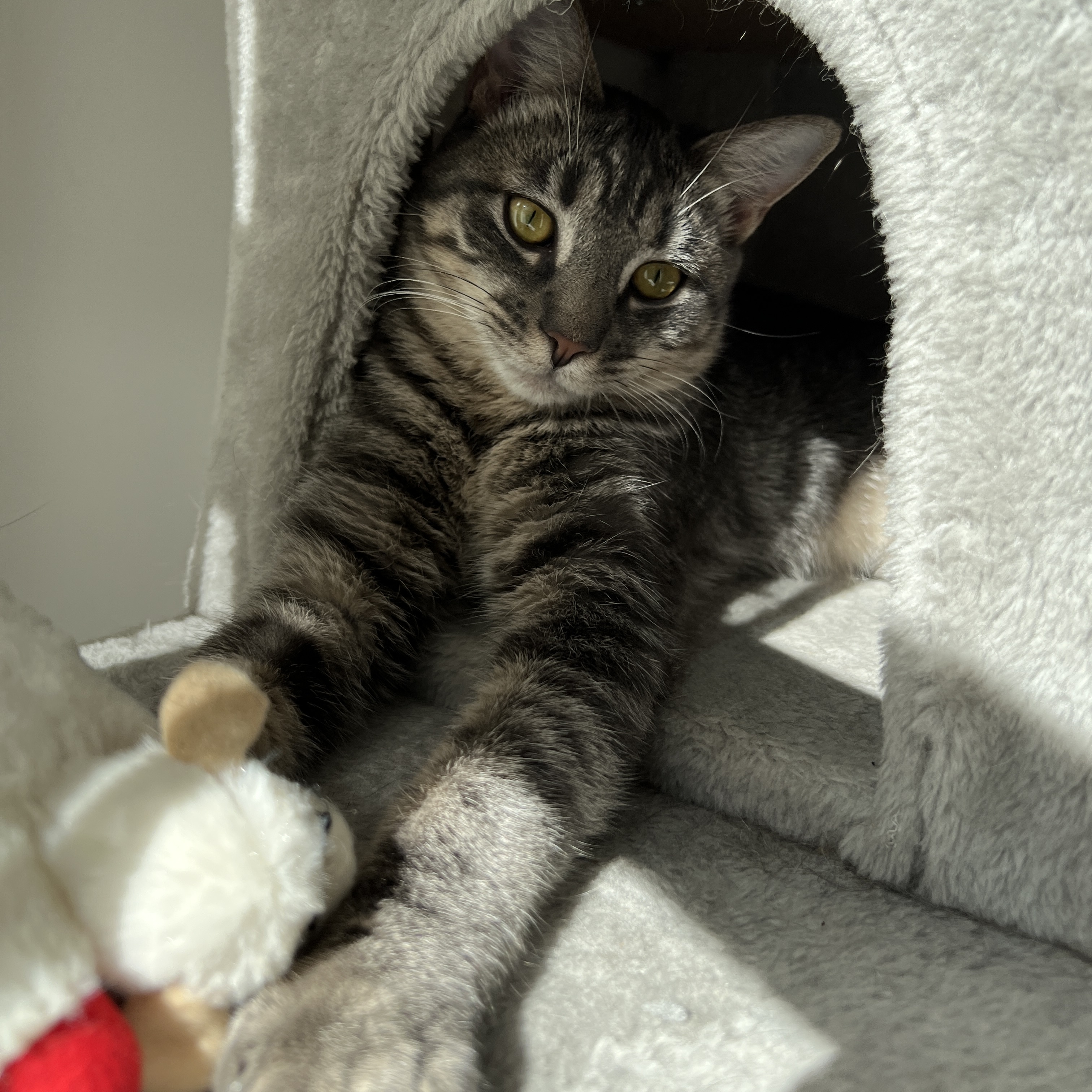 Flora, an adoptable Domestic Short Hair, Siamese in New Bern, NC, 28560 | Photo Image 1