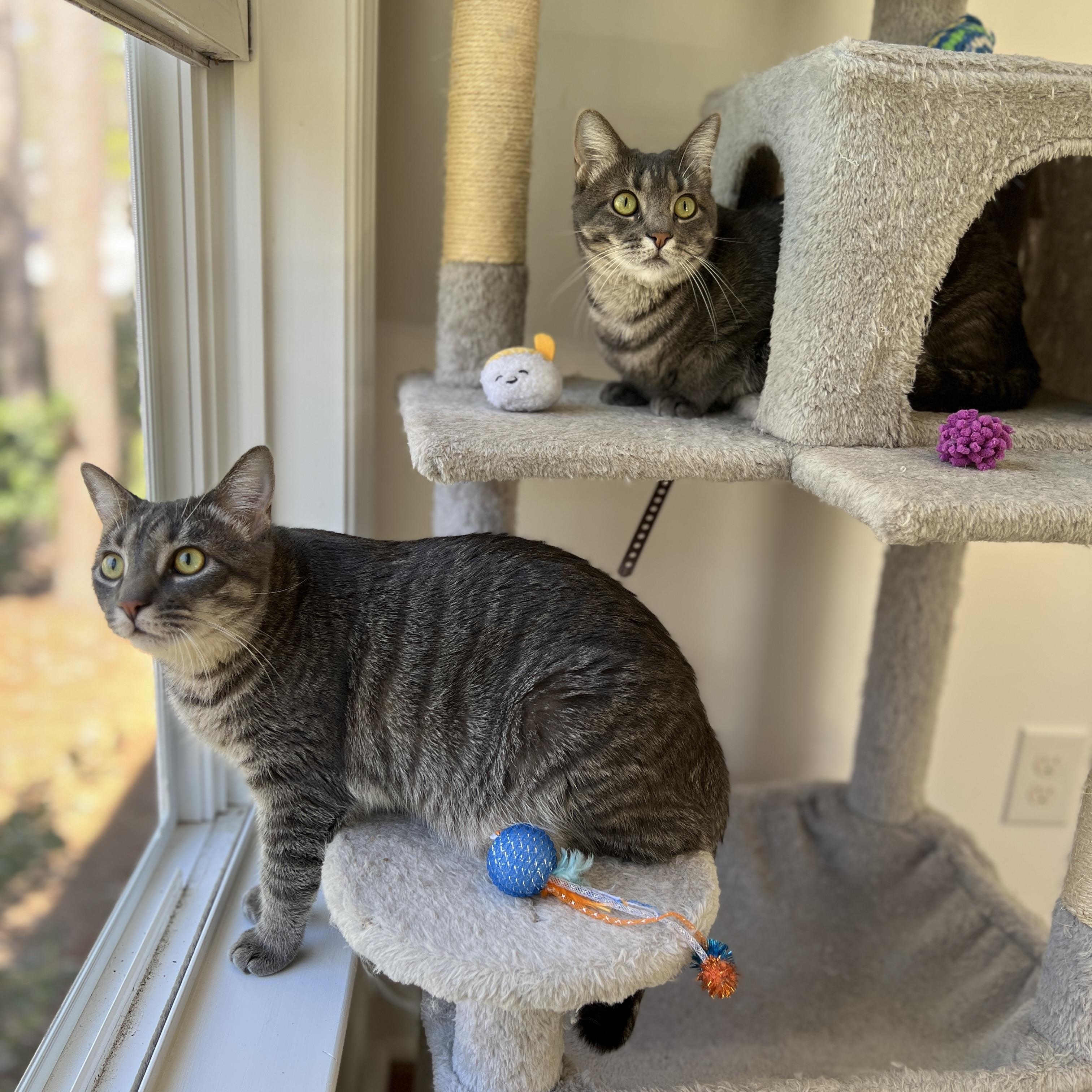 Flora, an adoptable Domestic Short Hair, Siamese in New Bern, NC, 28560 | Photo Image 3