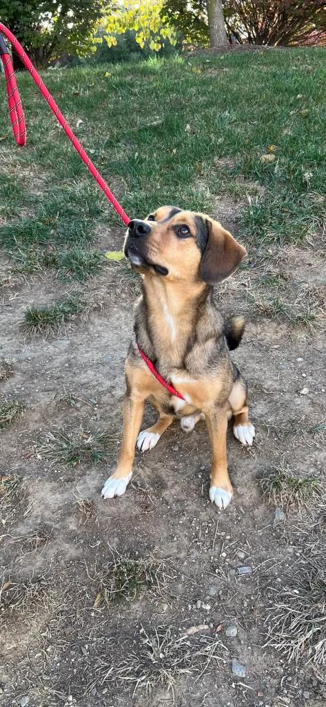 Coco George, a Adoptable mixed breed in Waldorf, MD image 2/4