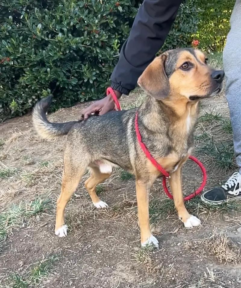 Coco George, a Adoptable mixed breed in Waldorf, MD image 3/4