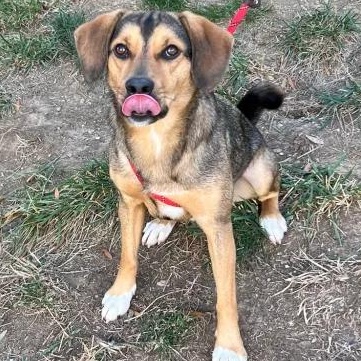 Coco George, a Adoptable mixed breed in Waldorf, MD image 1/4