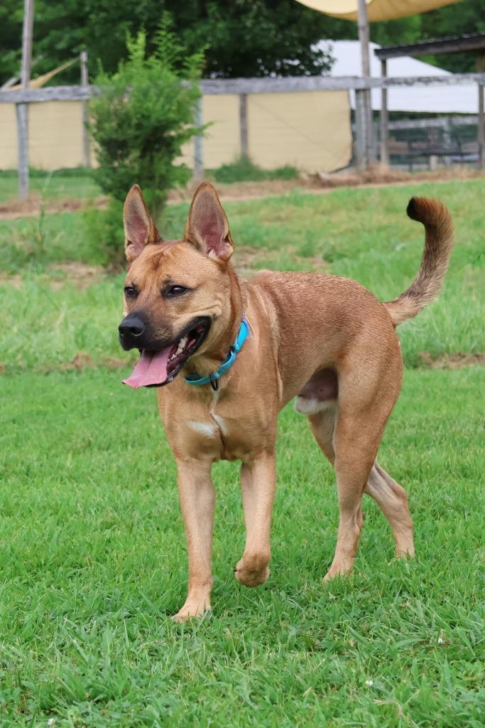 Jacob, Adoptable, Young Male Mixed Breed.
