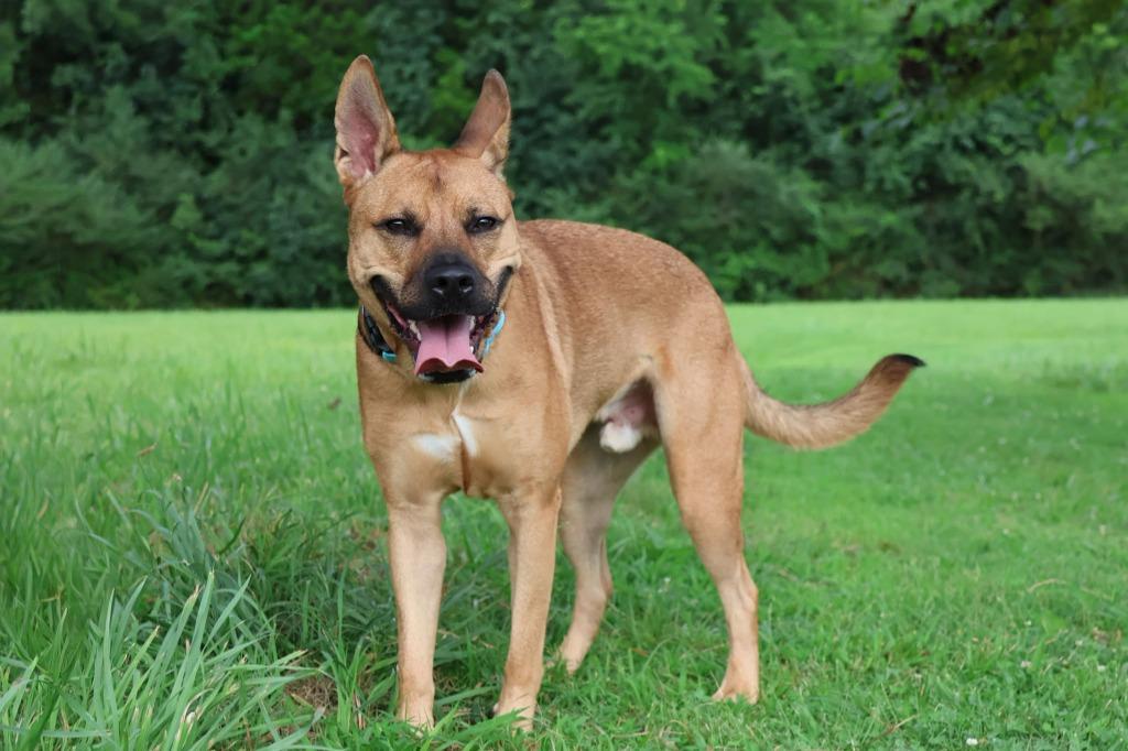 Jacob, a Adoptable mixed breed in Columbia, TN image 2/5