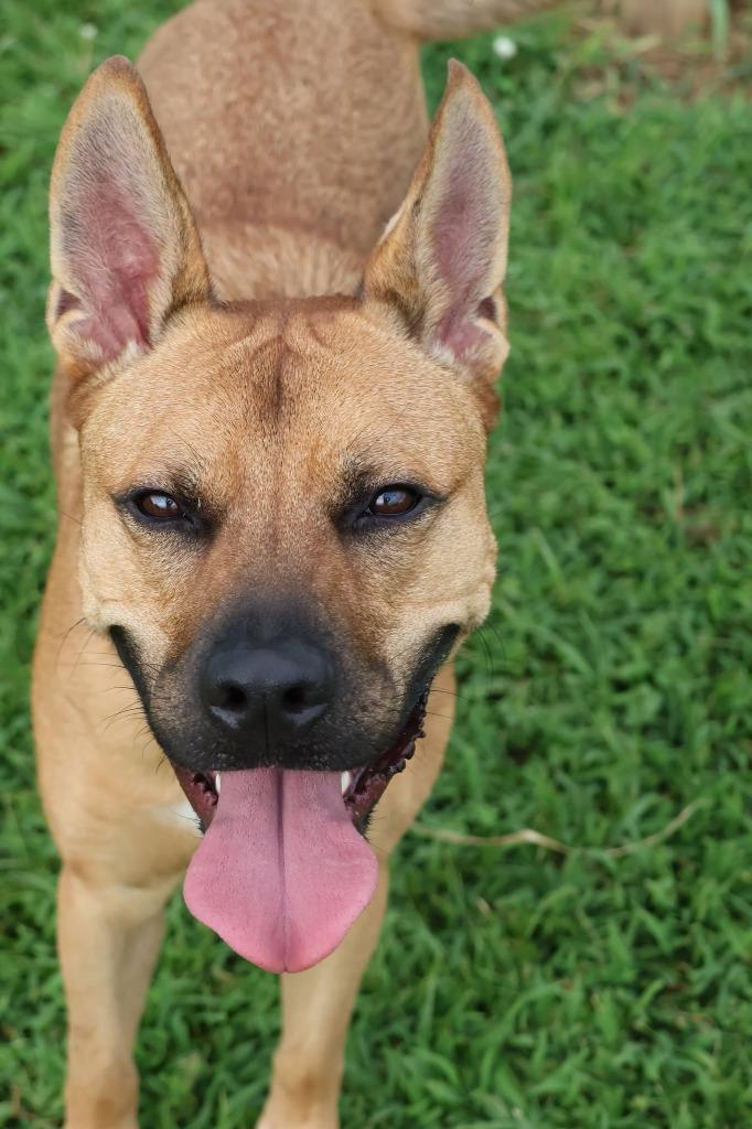 Jacob, a Adoptable mixed breed in Columbia, TN image 3/5