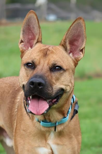 Jacob, a Adoptable mixed breed in Columbia, TN image 4/5