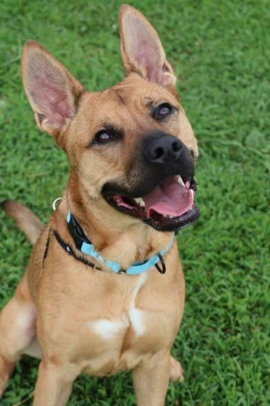 Jacob, a Adoptable mixed breed in Columbia, TN image 5/5