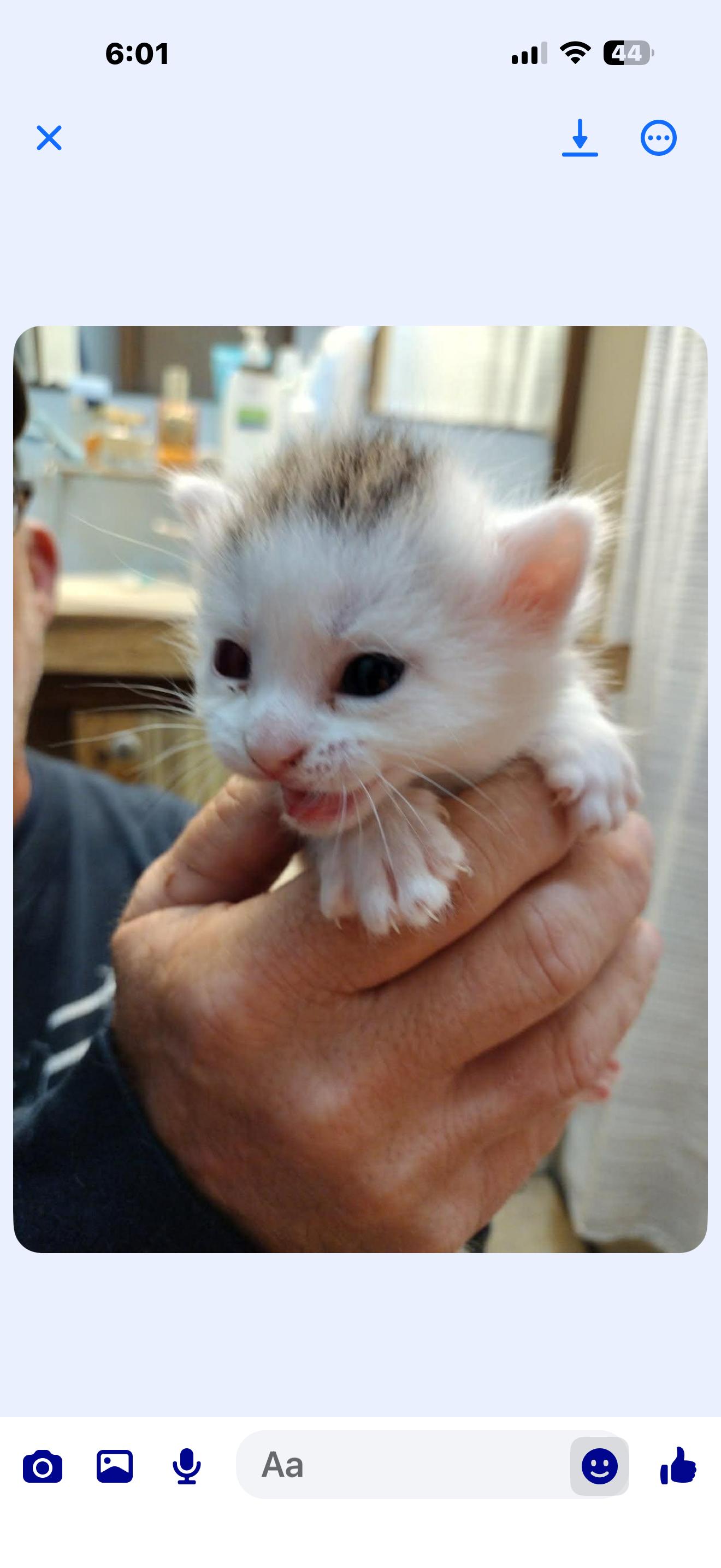 Dudley, an adopted Domestic Medium Hair in Charlotte, NC image 2/4