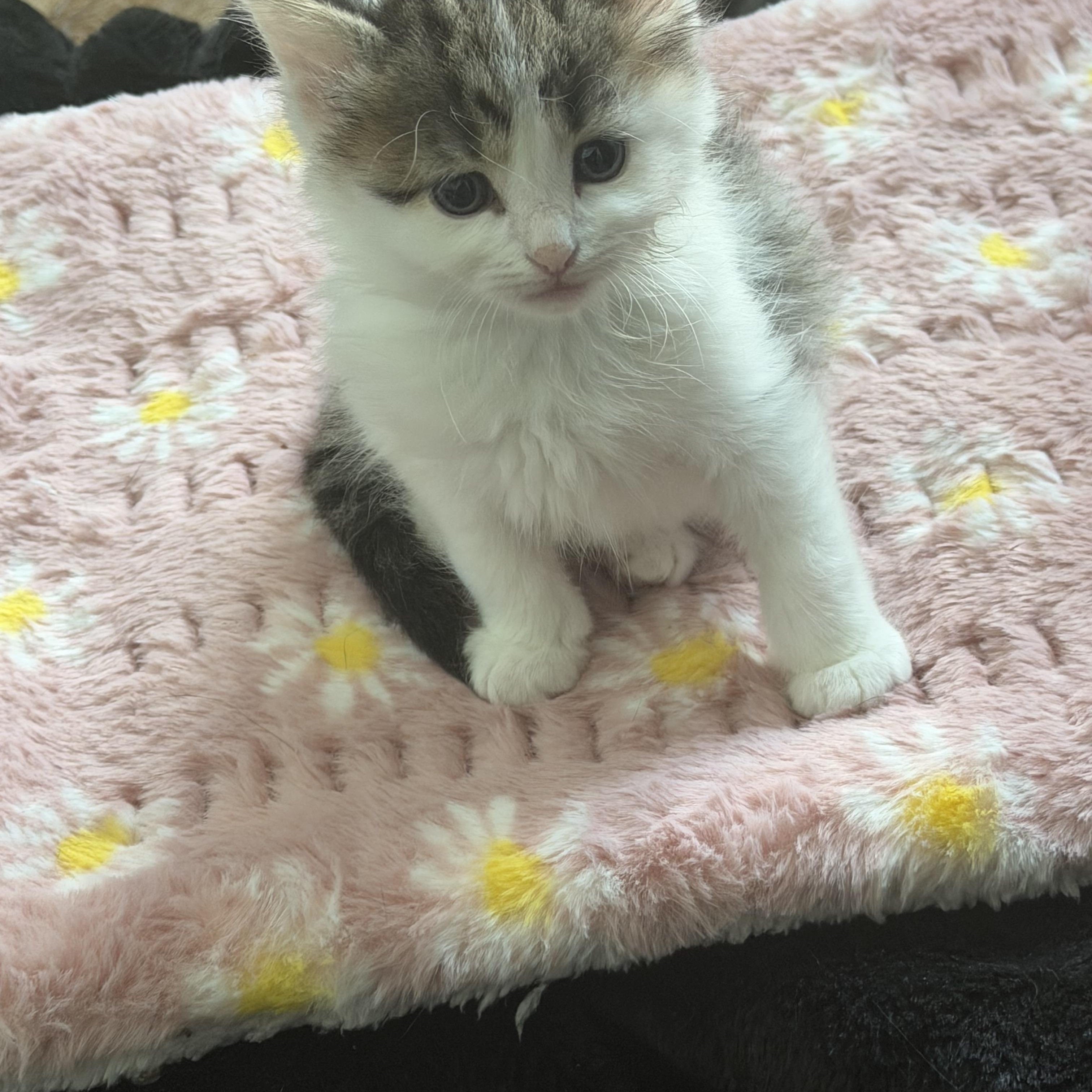 Dudley, an adopted Domestic Medium Hair in Charlotte, NC image 3/4