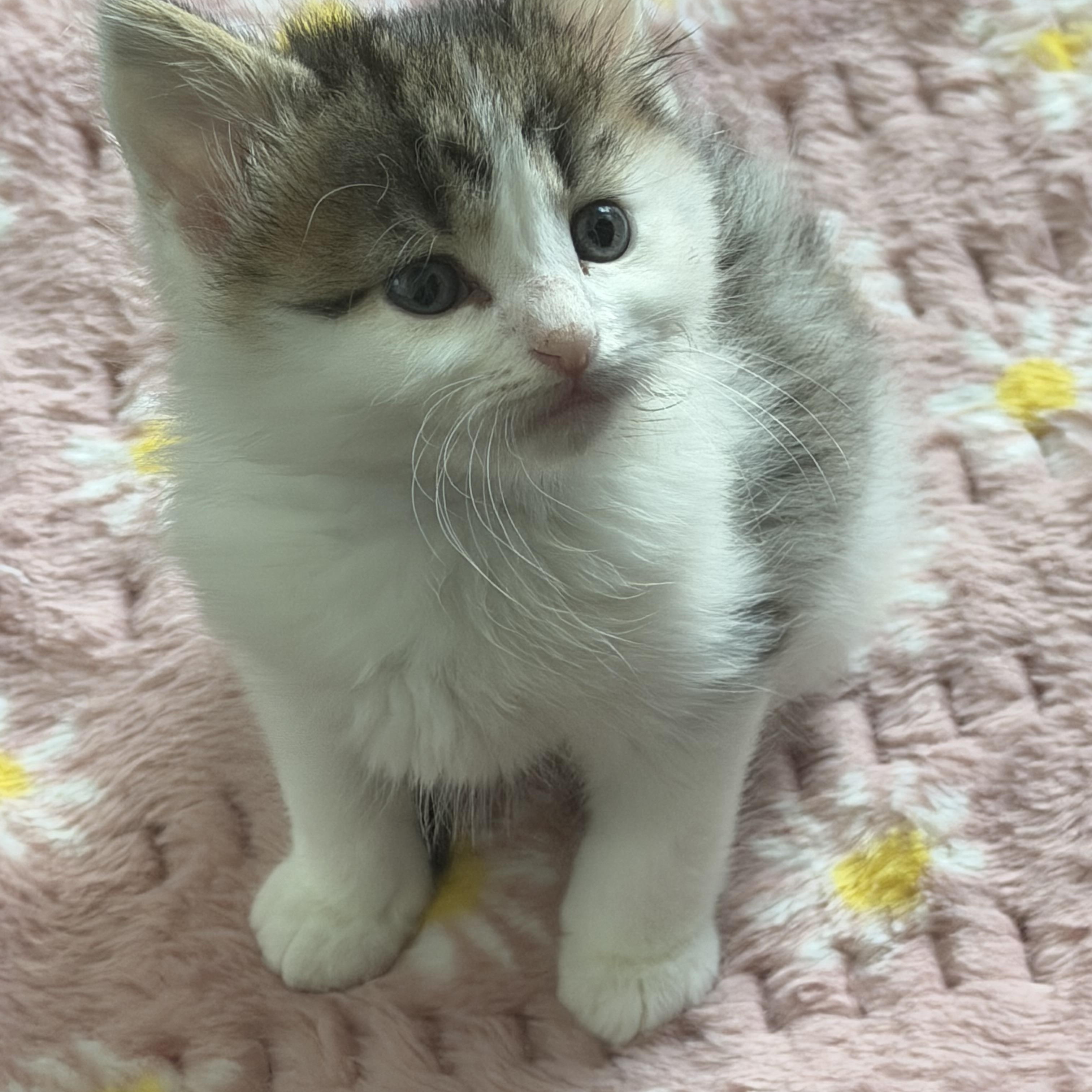 Dudley, an adopted Domestic Medium Hair in Charlotte, NC image 1/4