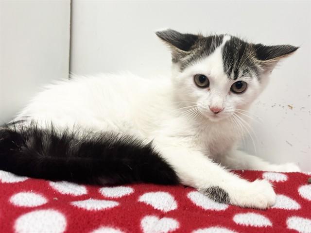 FLOWER, Adoptable, Kitten Female Domestic Short Hair.