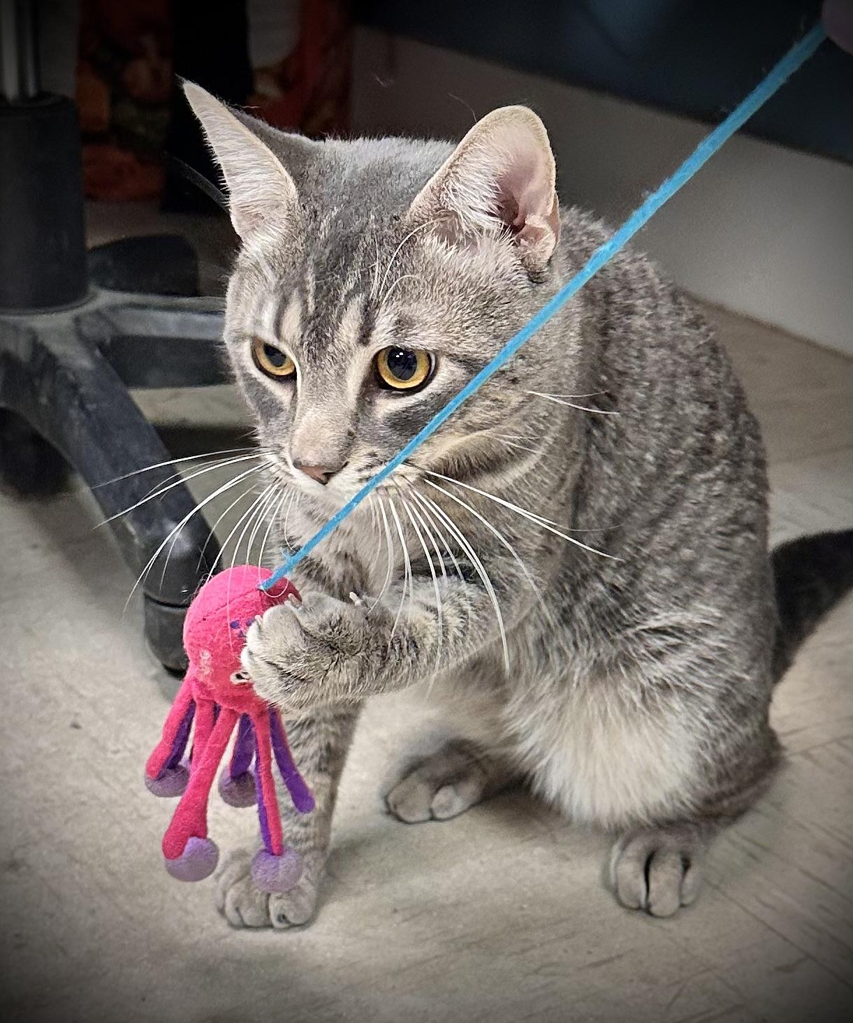 O’Doyle, Adoptable, Adult Male Domestic Short Hair.