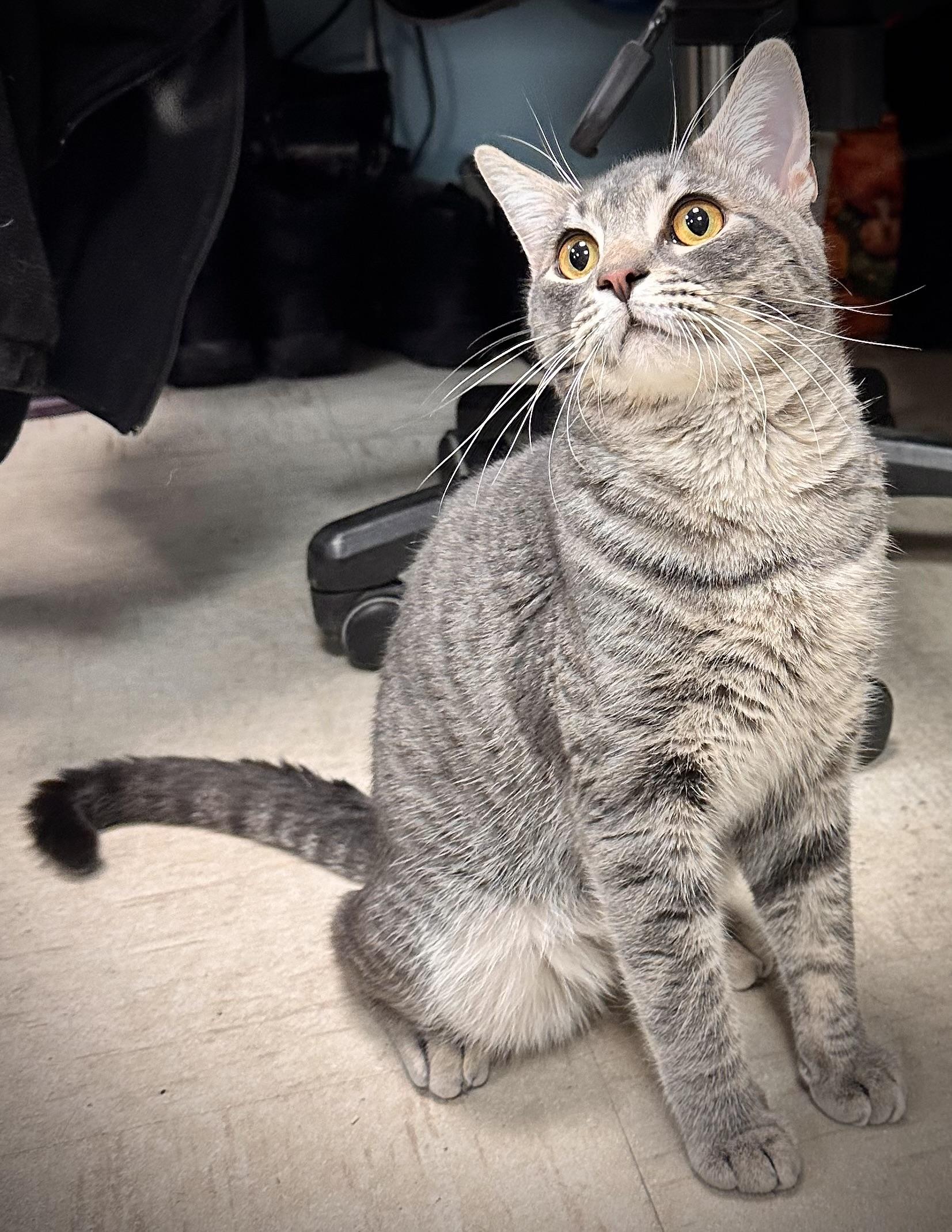 O’Doyle, adoptable, Adult Male Domestic Short Hair.