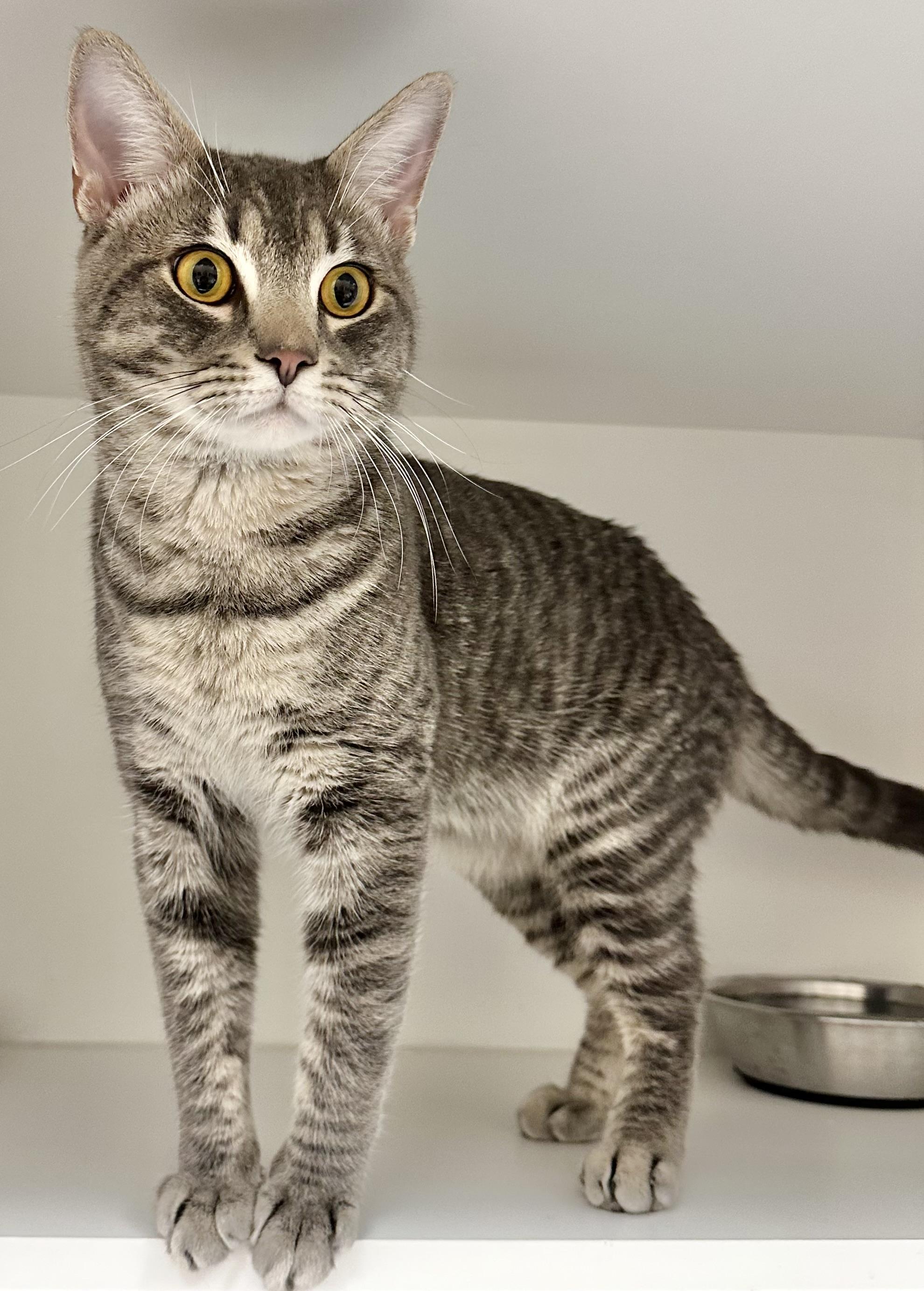 Enlarge O’Doyle, a Adoptable Domestic Short Hair in Wallingford, CT image 3/4