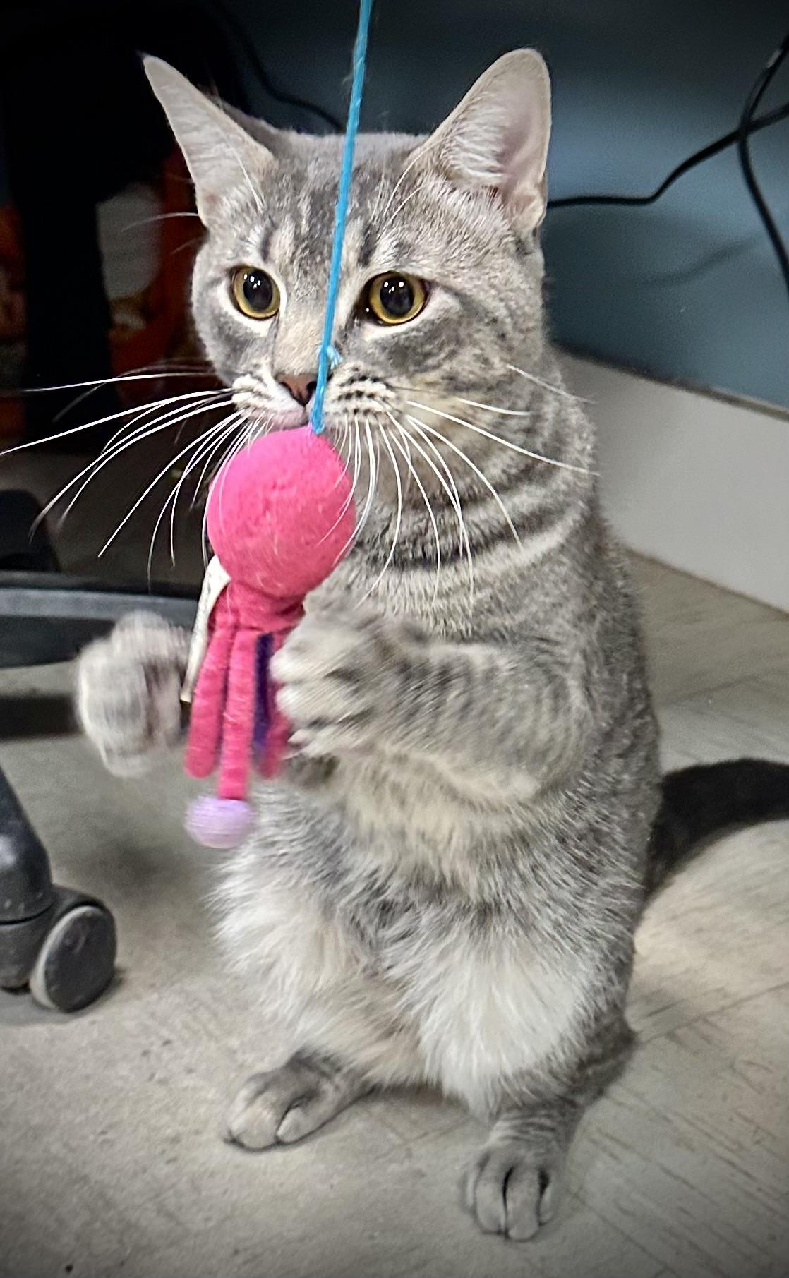 O’Doyle, Adoptable, Adult Male Domestic Short Hair.