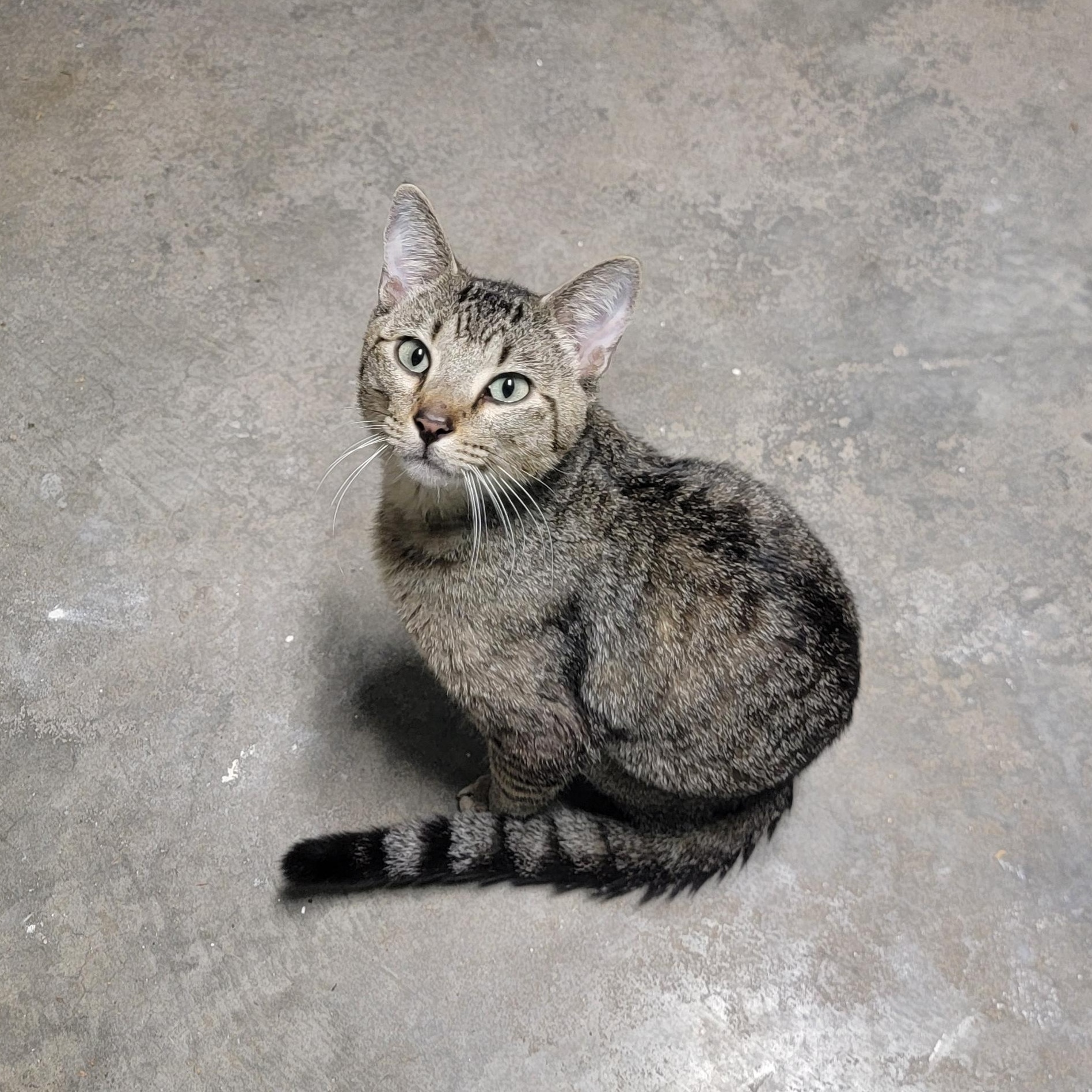 Enlarge Cubby, an adopted mixed breed in Crane, MO image 3/6