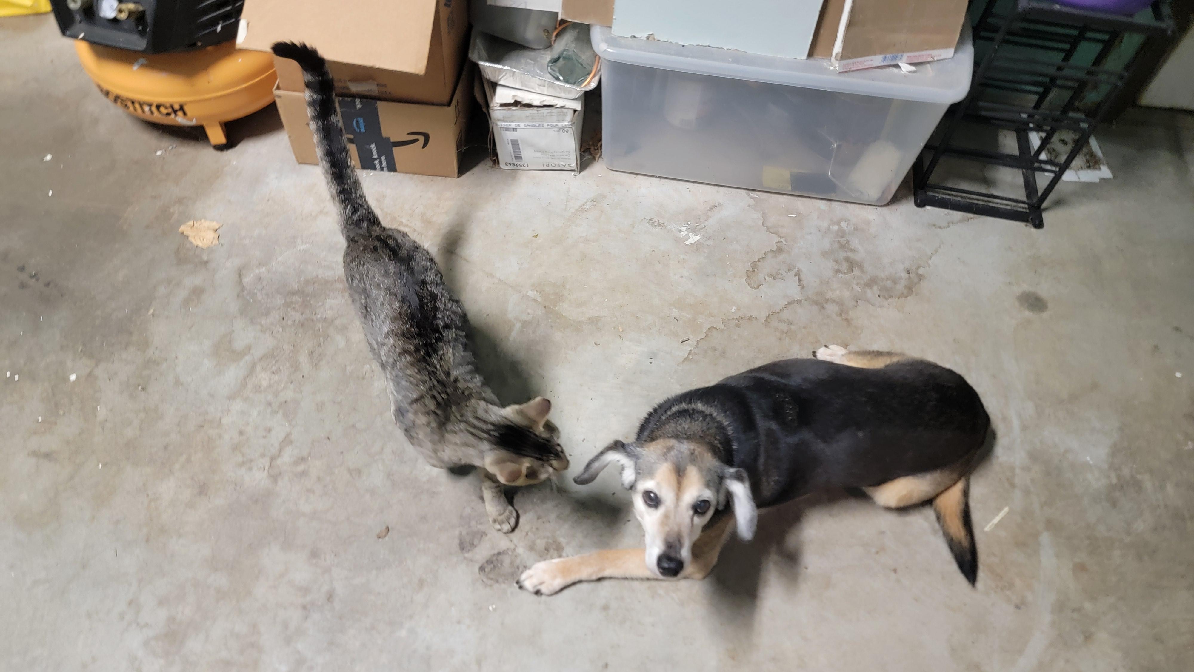 Enlarge Cubby, an adopted mixed breed in Crane, MO image 4/6