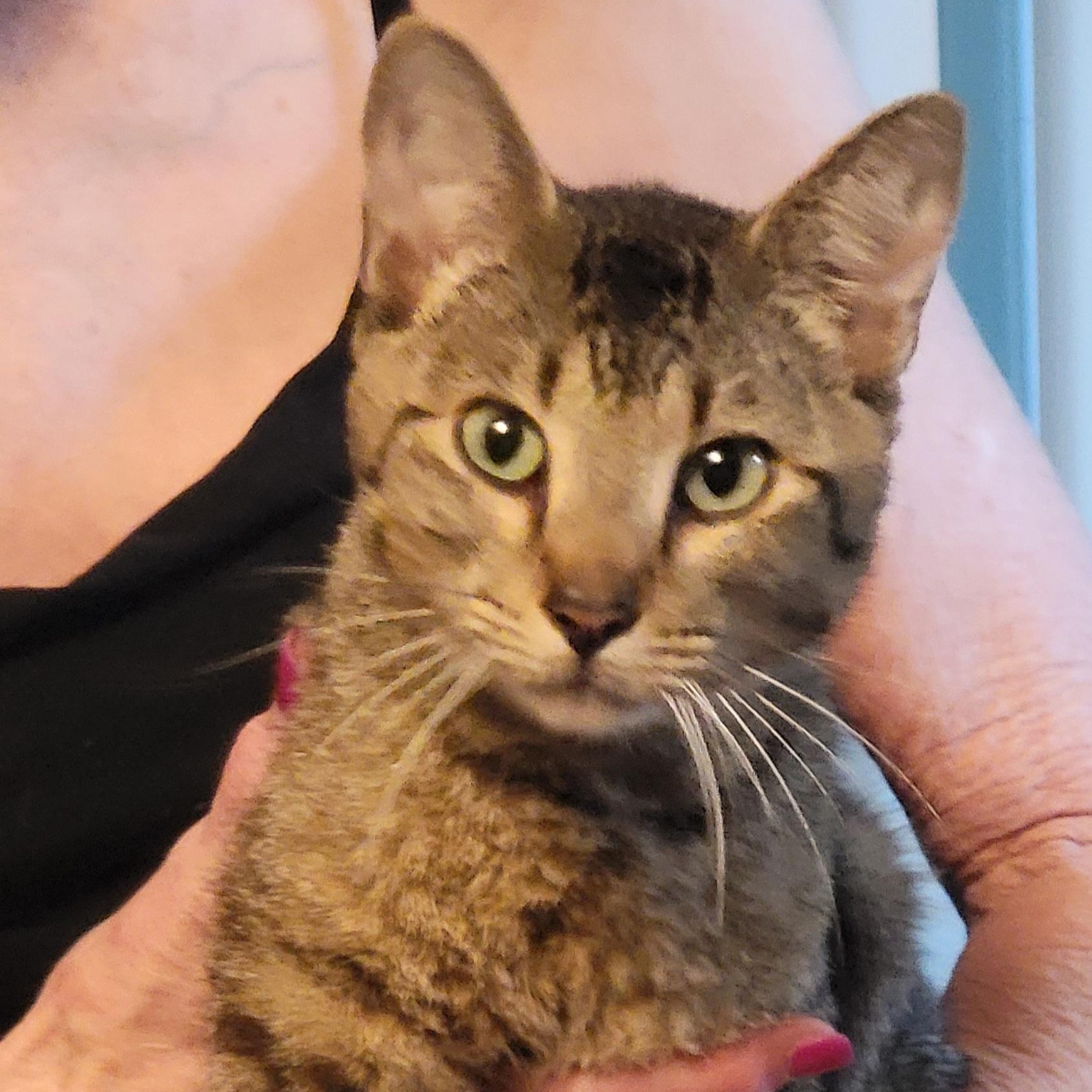 Enlarge Cubby, an adopted mixed breed in Crane, MO image 6/6