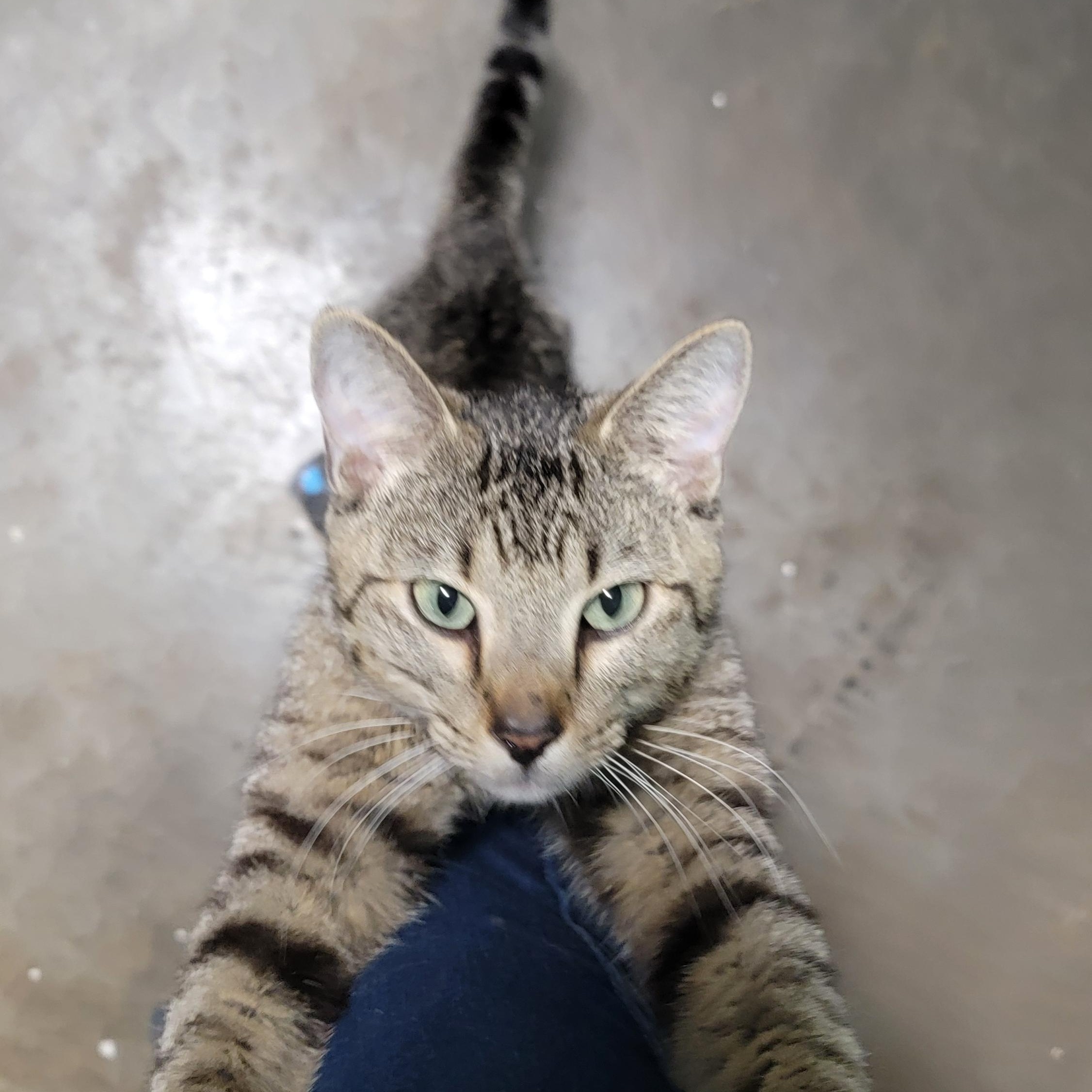 Cubby, adopted, Young Male Domestic Short Hair.