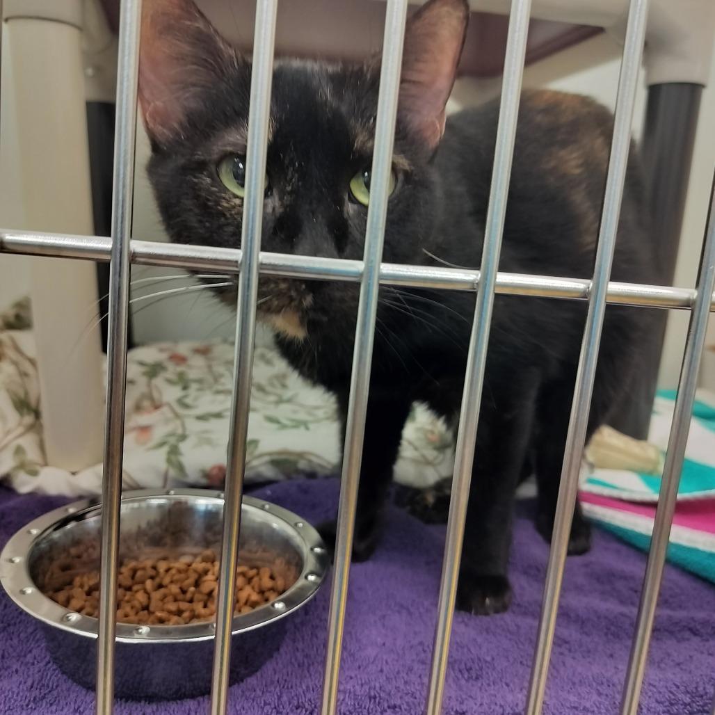 Mia, Adoptable, Adult Female Domestic Short Hair.