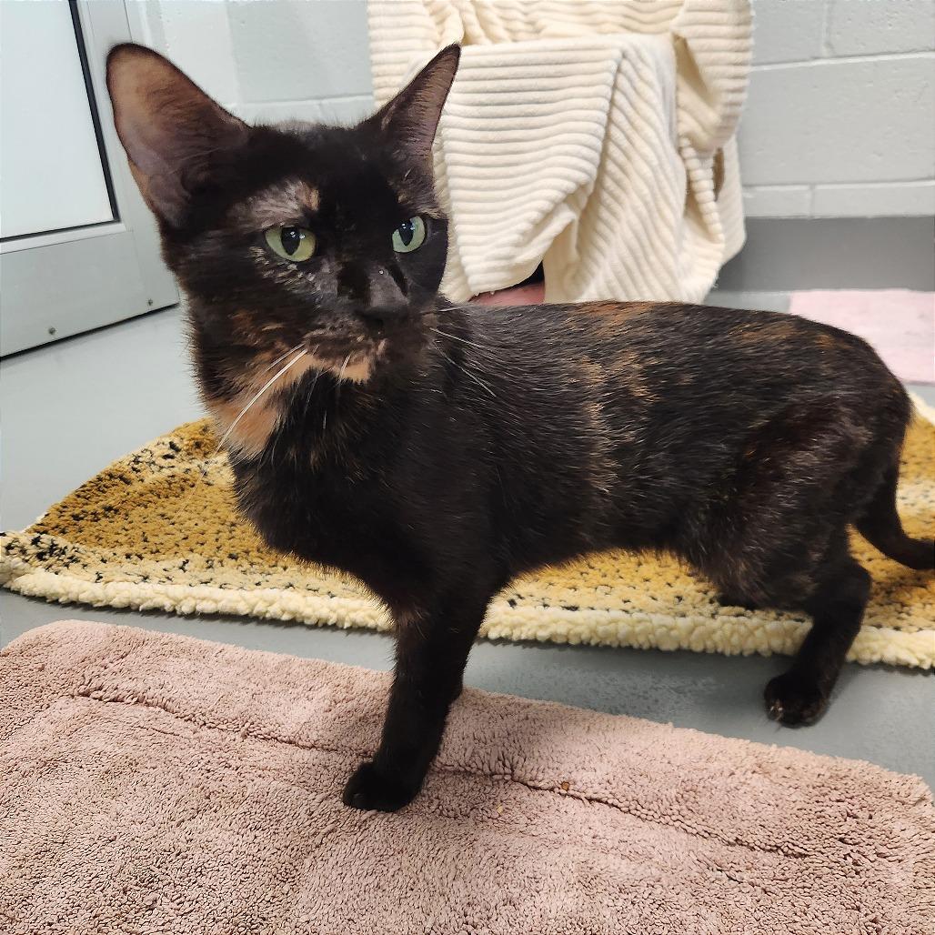 Enlarge Mia, a Adoptable Domestic Short Hair in Naples, FL image 2/3