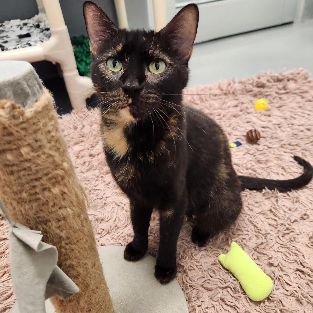 Enlarge Mia, a Adoptable Domestic Short Hair in Naples, FL image 3/3