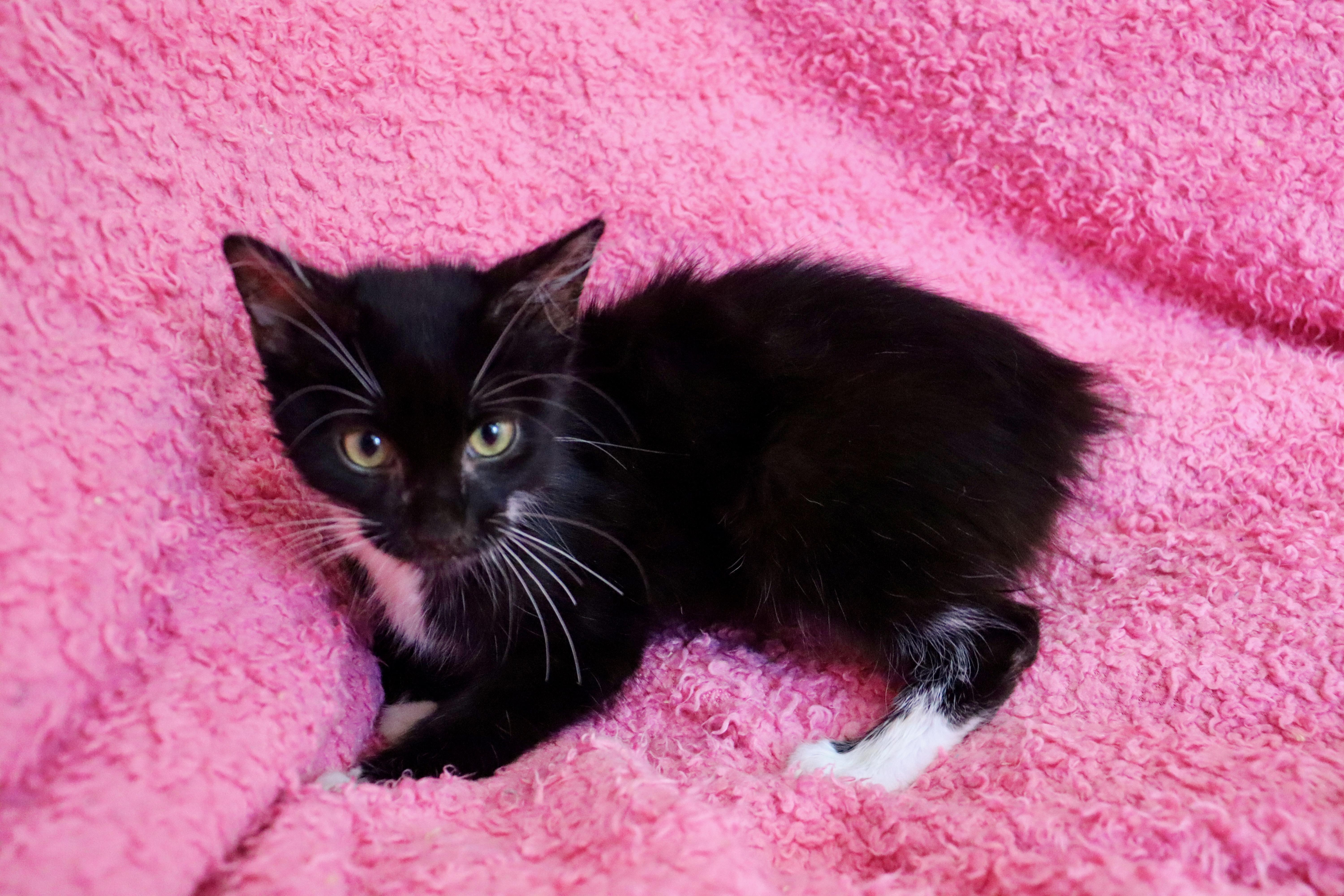 Licorice