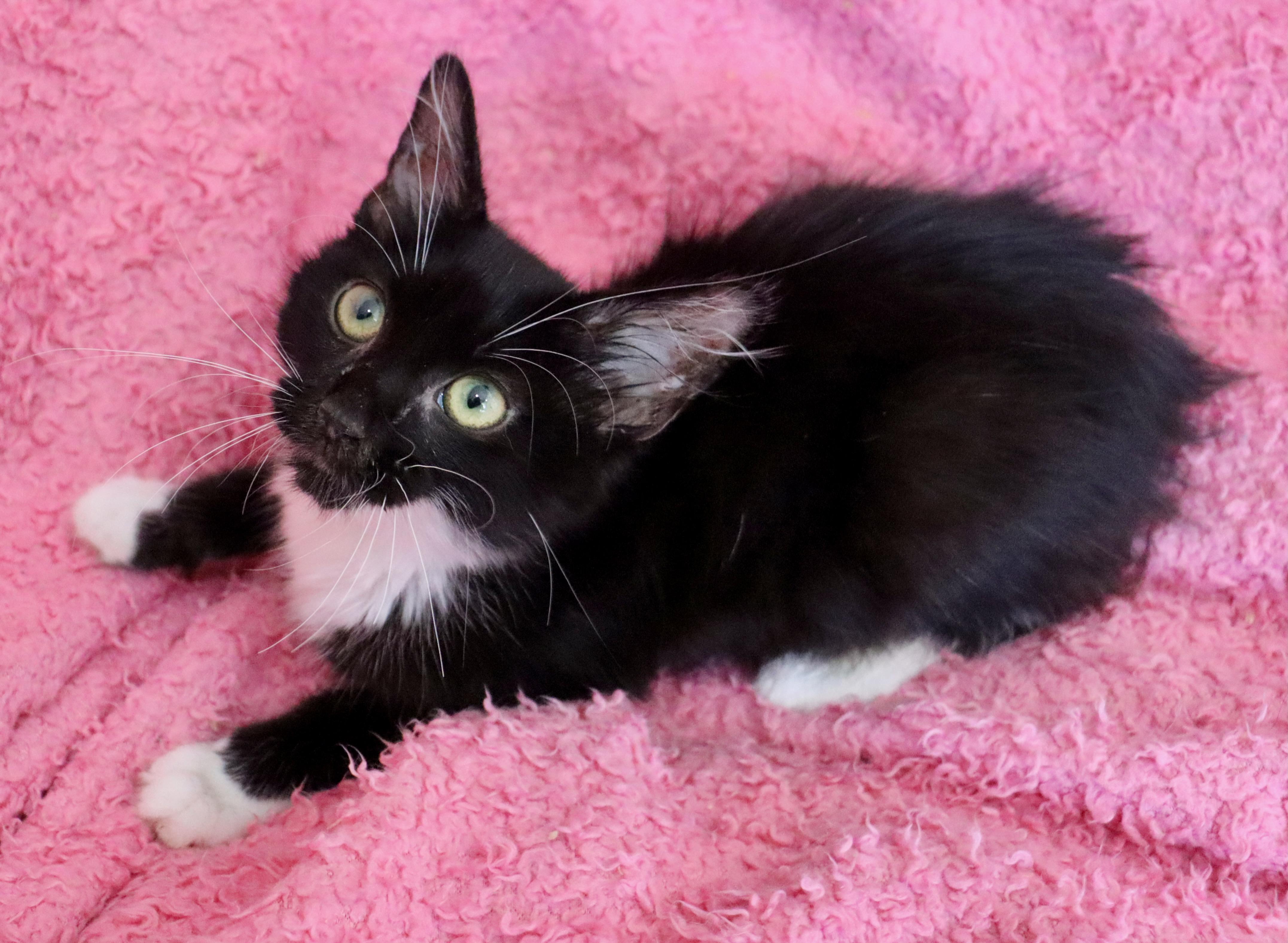 Licorice