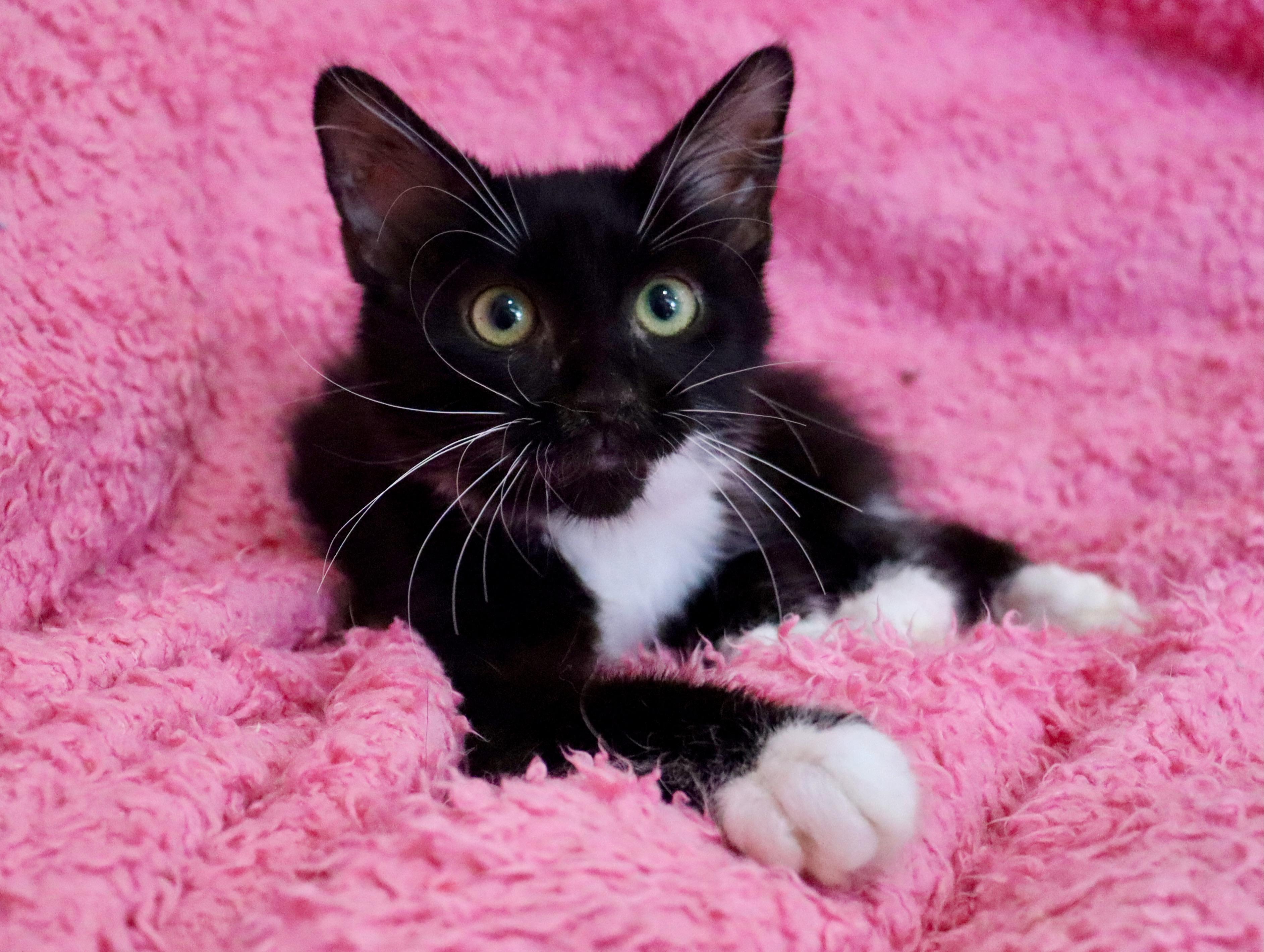 Licorice