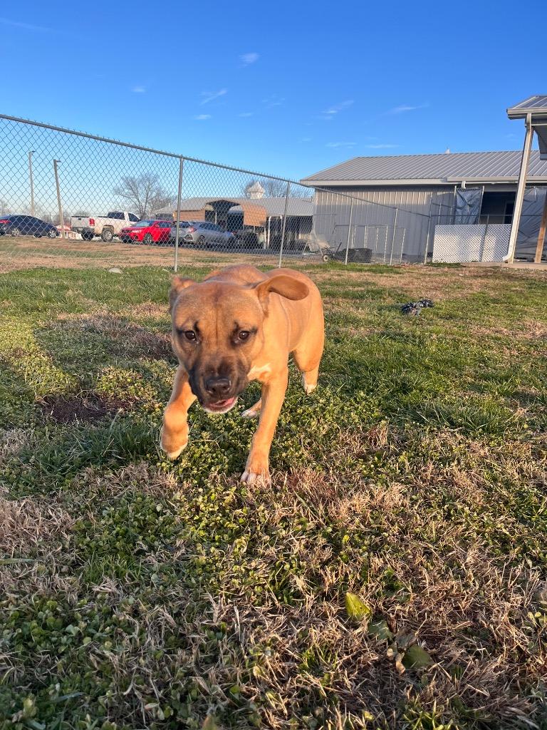 Grayson, Adoptable, Young Male Pit Bull Terrier.
