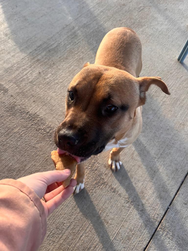 Enlarge Grayson, a Adoptable Pit Bull Terrier in Hopkinsville, KY image 2/6