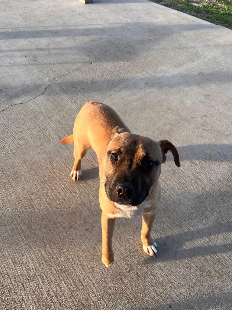 Enlarge Grayson, a Adoptable Pit Bull Terrier in Hopkinsville, KY image 3/6