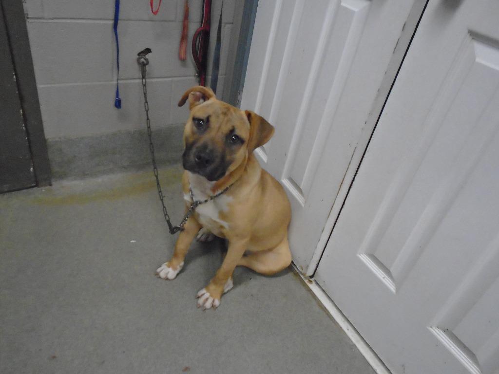 Enlarge Grayson, a Adoptable Pit Bull Terrier in Hopkinsville, KY image 4/6