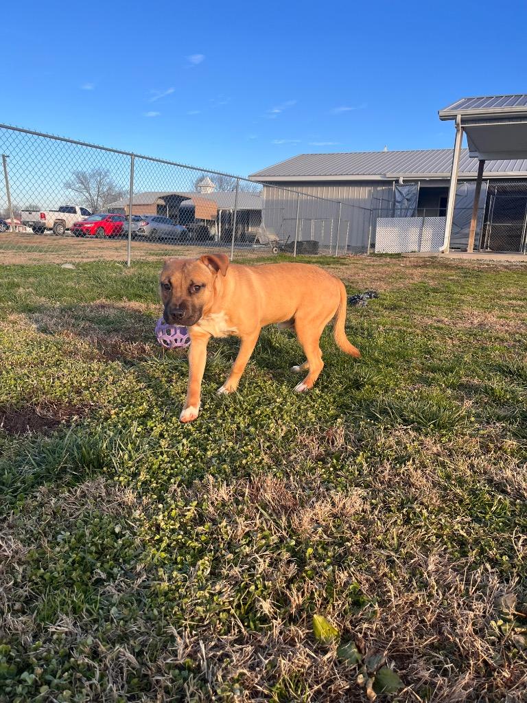 Enlarge Grayson, a Adoptable Pit Bull Terrier in Hopkinsville, KY image 5/6