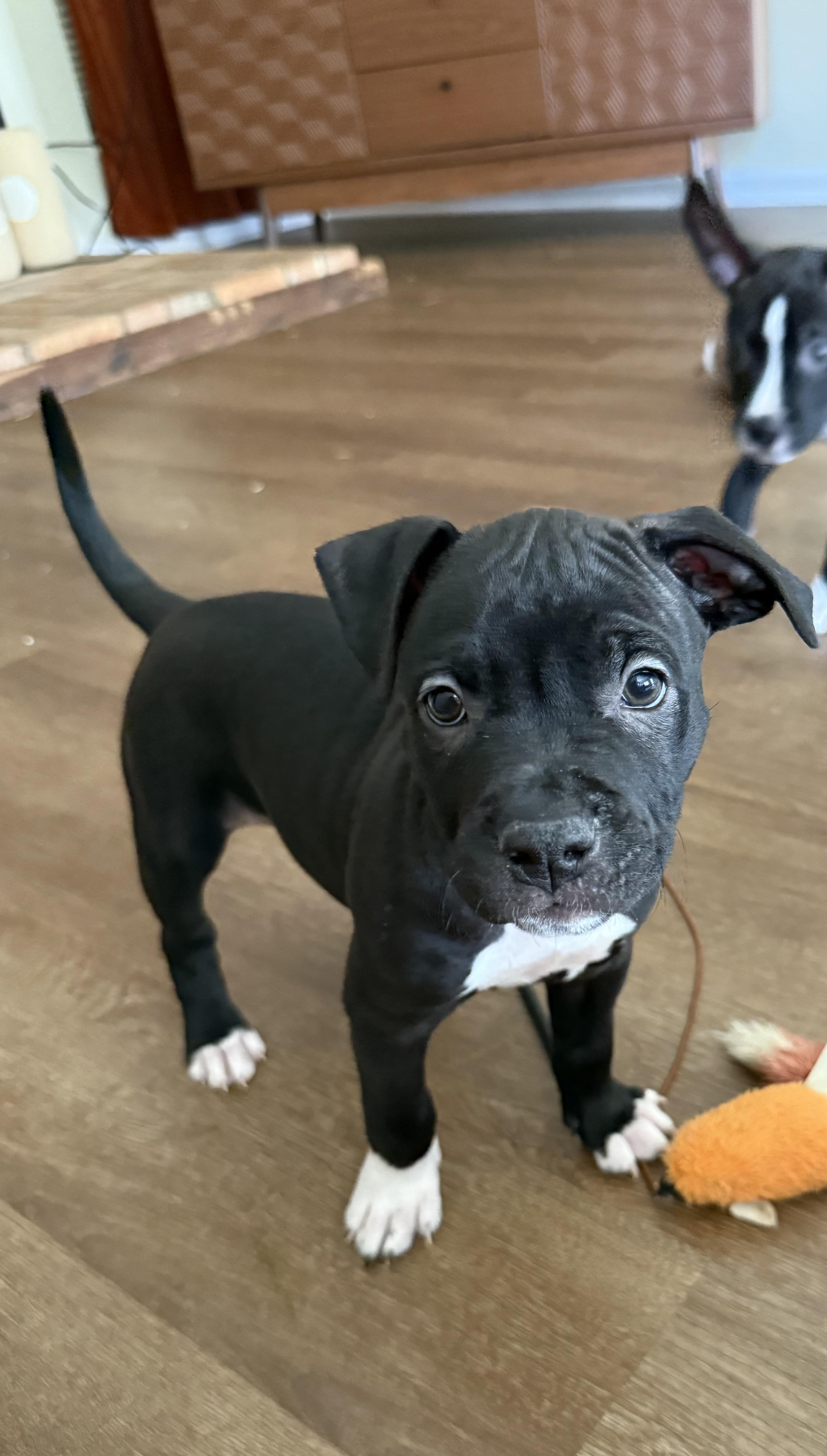 Enlarge PENELOPE, a Adopted mixed breed in Cincinnati, OH image 1/1