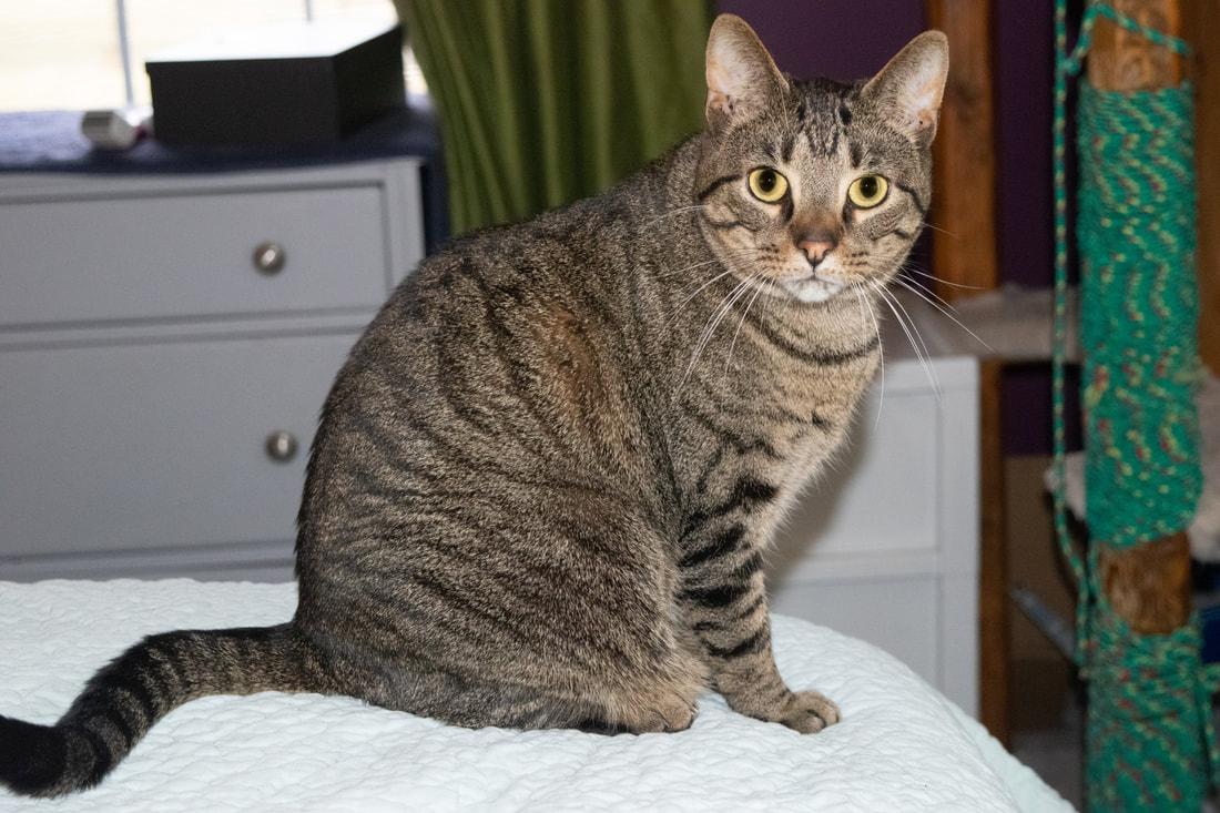 Enlarge Eric, a Adoptable Domestic Short Hair in Kalamazoo, MI image 1/1