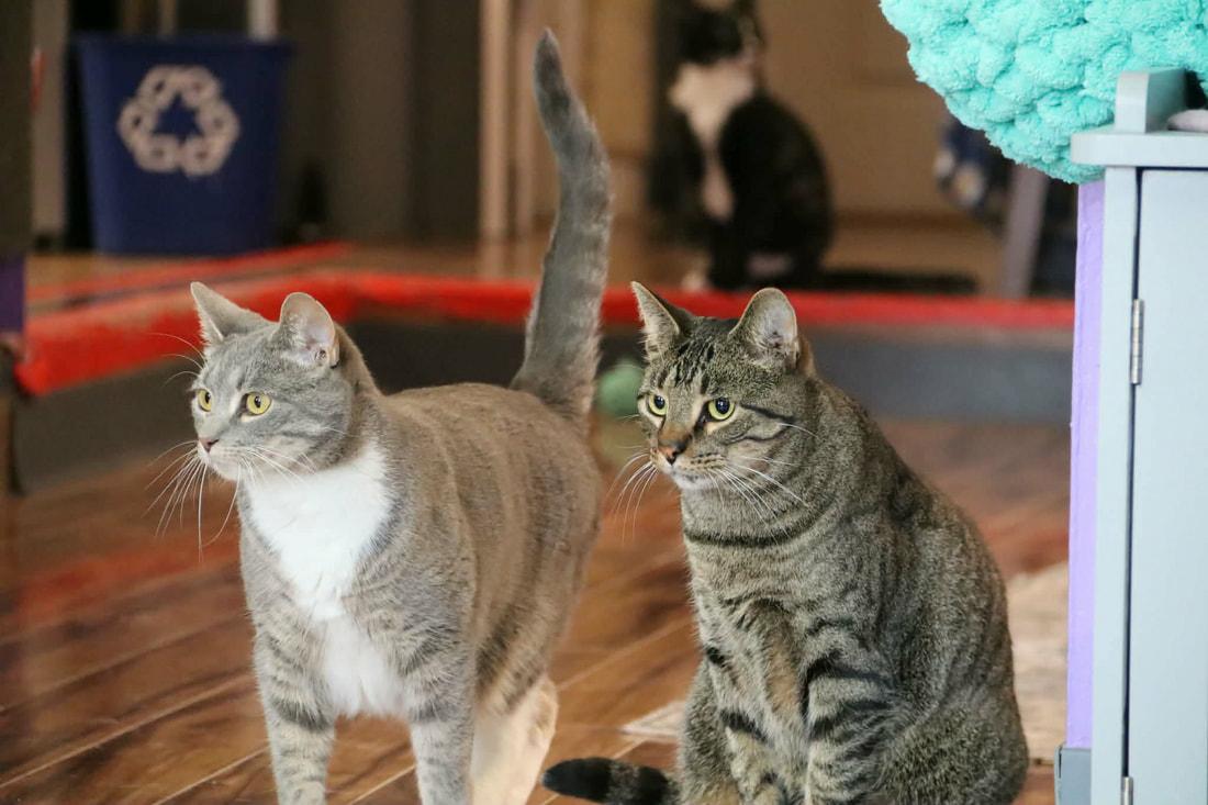 Eric & Frankie, Adoptable, Adult Male Domestic Short Hair.