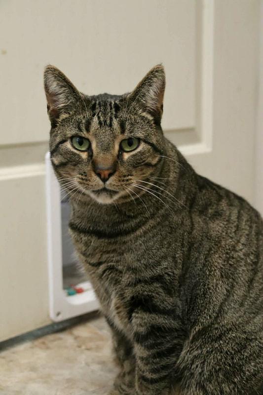 Eric, a Adoptable Domestic Short Hair in Kalamazoo, MI image 2/3