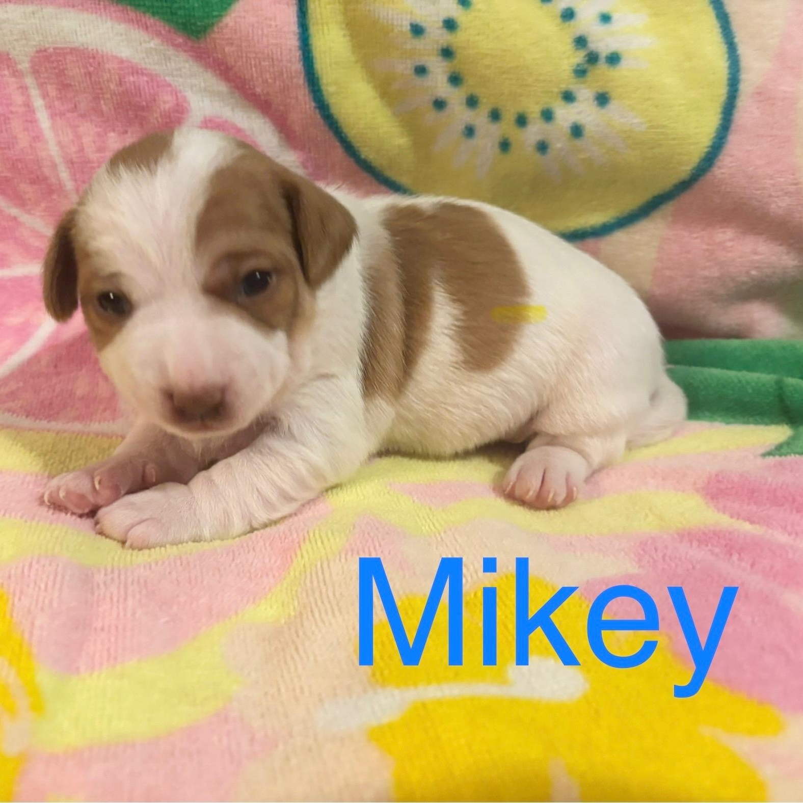 Mikey, Baby Male unknown