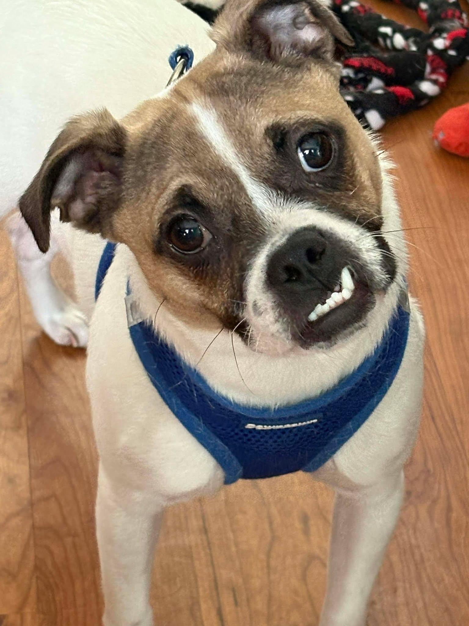 Bruce, Adoptable, Young Male Pug.