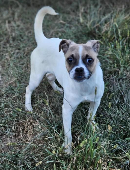 Bruce, a Adoptable mixed breed in Sheboygan, WI image 5/6