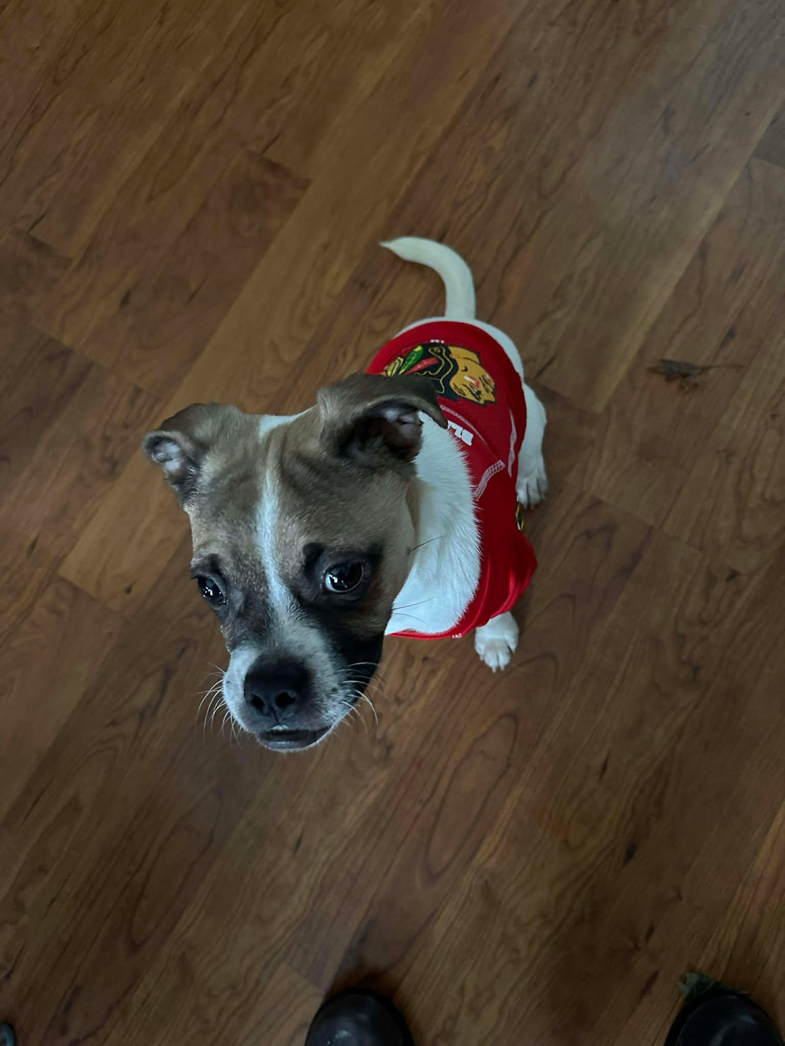 Bruce, a Adoptable mixed breed in Sheboygan, WI image 1/6